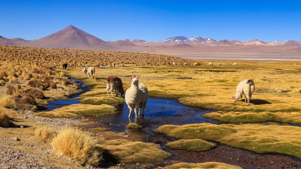 Altiplano