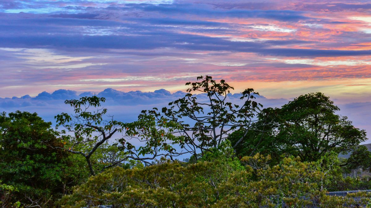 Monteverde felhőerdők