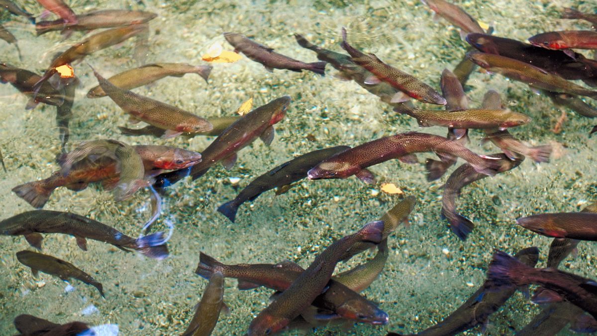 Rainbow Springs park