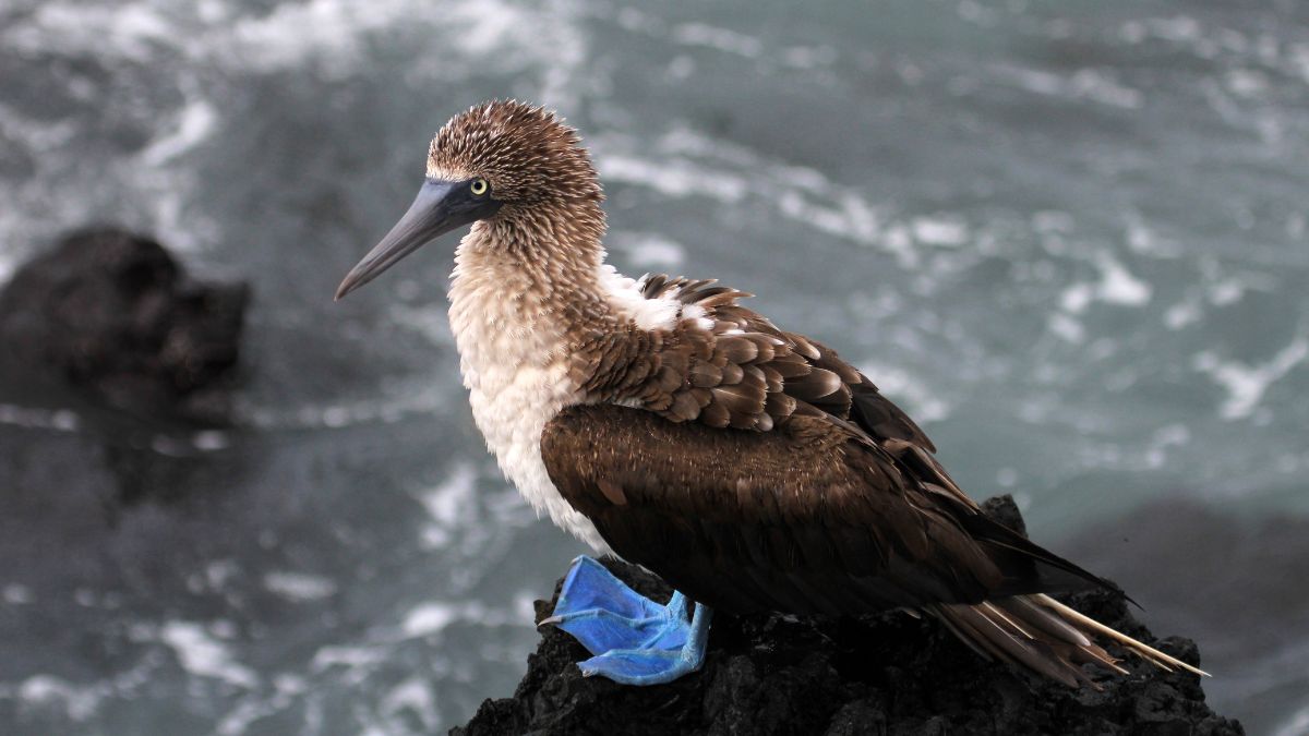 Jachttal a Galápagos-szigetek körül - OTP Travel utazási iroda