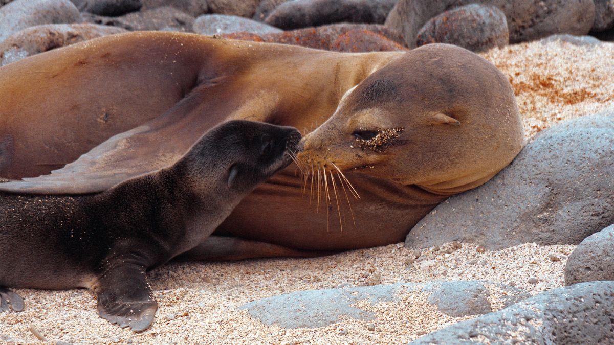 Ecuador: Quito és Galapagos-szigetek Világa - OTP Travel utazási iroda