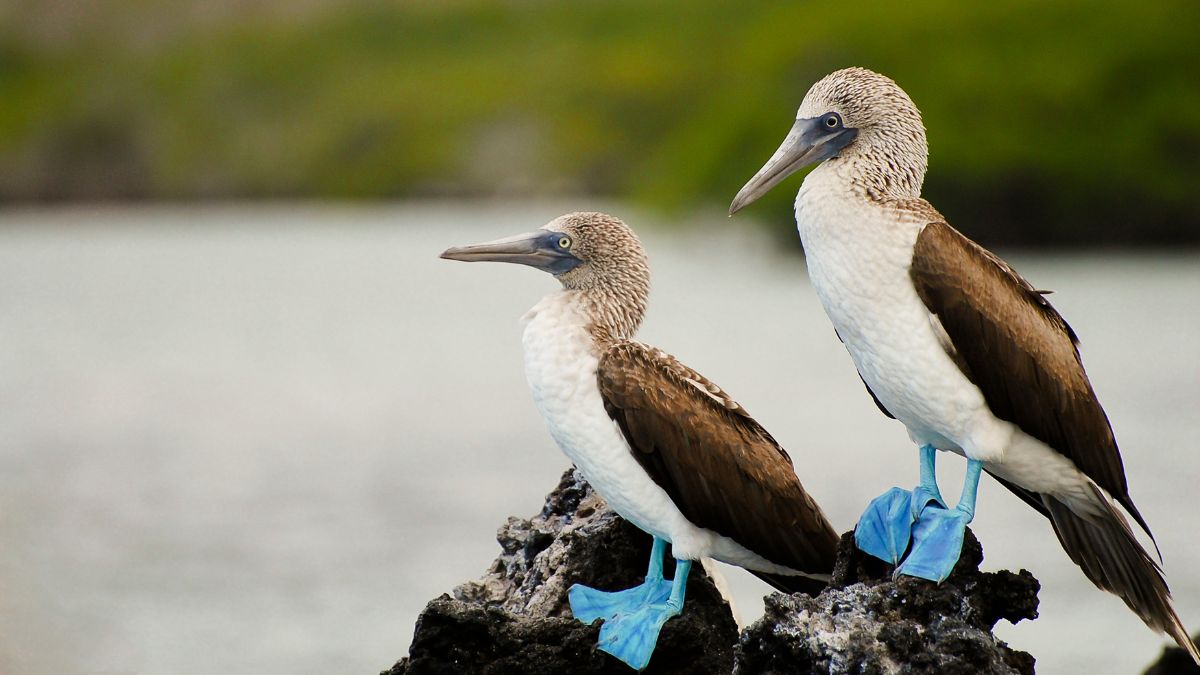 Ecuador: Quito és Galapagos-szigetek Világa - OTP Travel utazási iroda