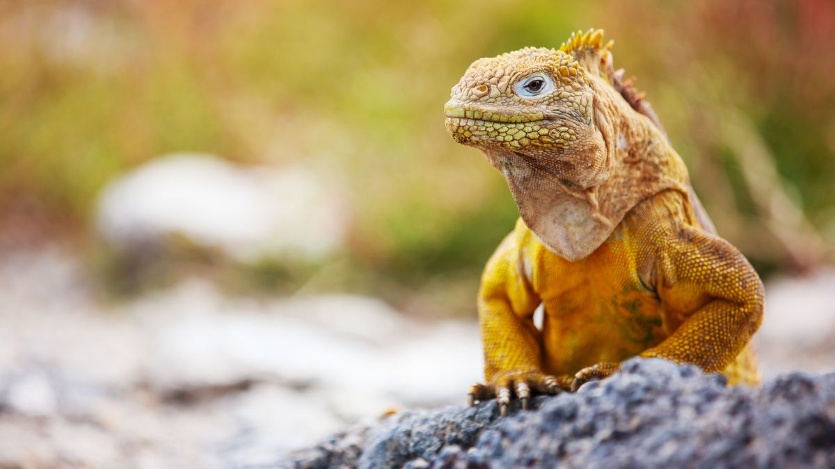 Ecuador: Quito és Galapagos-szigetek Világa - OTP Travel utazási iroda