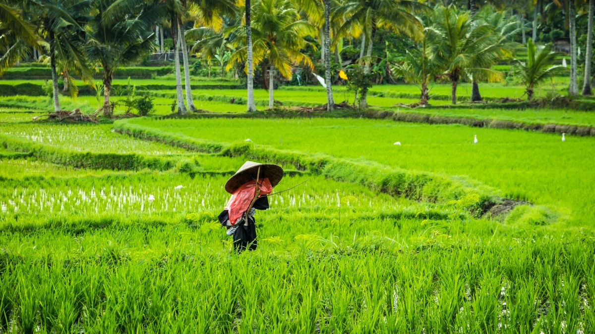 Jáva körutazás üdüléssel Balin - OTP Travel utazási iroda