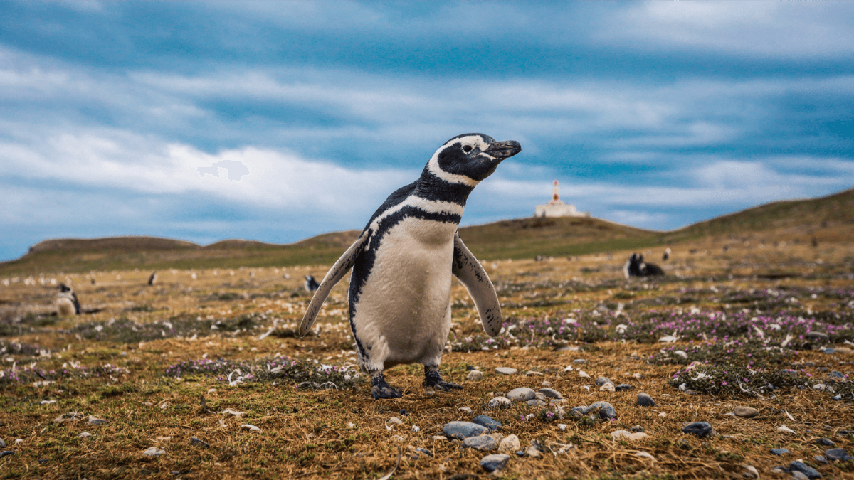 Pingvinek földjén – Chile hét csodája - OTP Travel Utazási Iroda