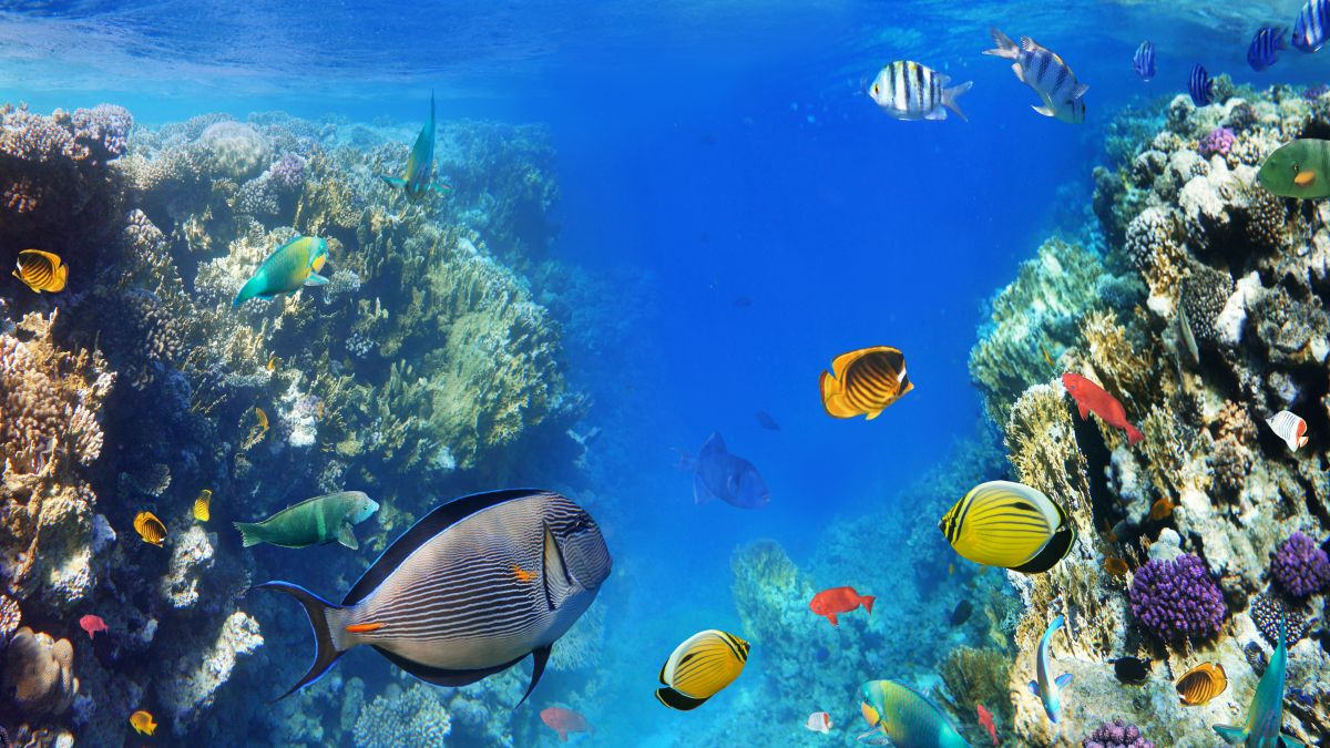 Sharm el Sheikh - tengeri kalandok - OTP Travel Utazási Iroda
