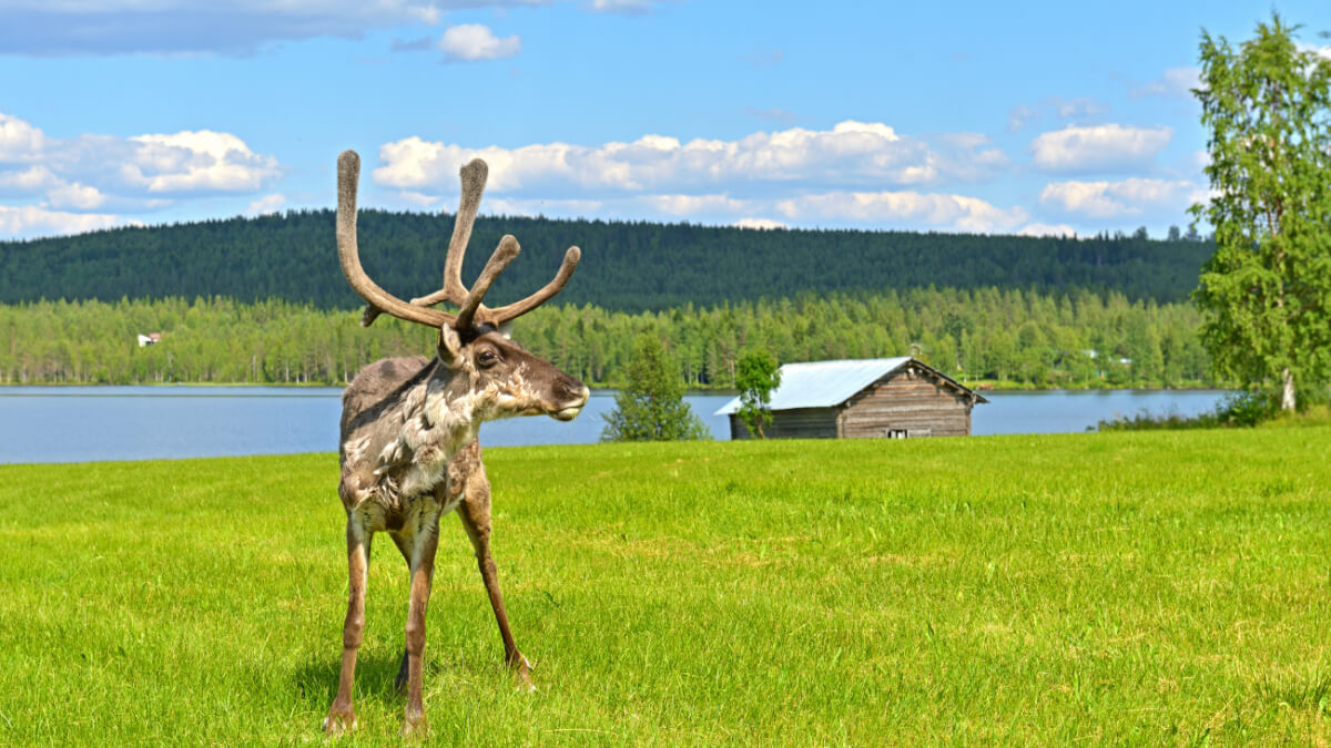 Nyári kalandok Lappföldön | Finnország utazás | OTP Travel Utazási Iroda