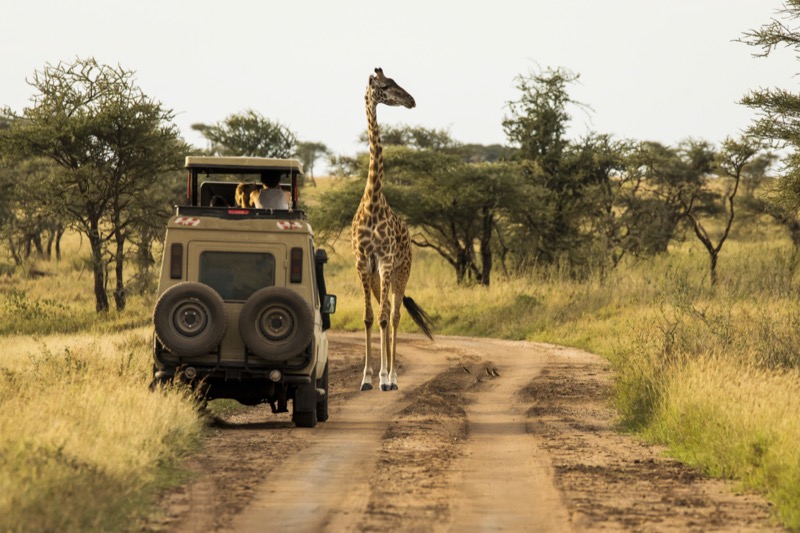 12 hónap az afrikai szavannán - OTP Travel Utazási Iroda