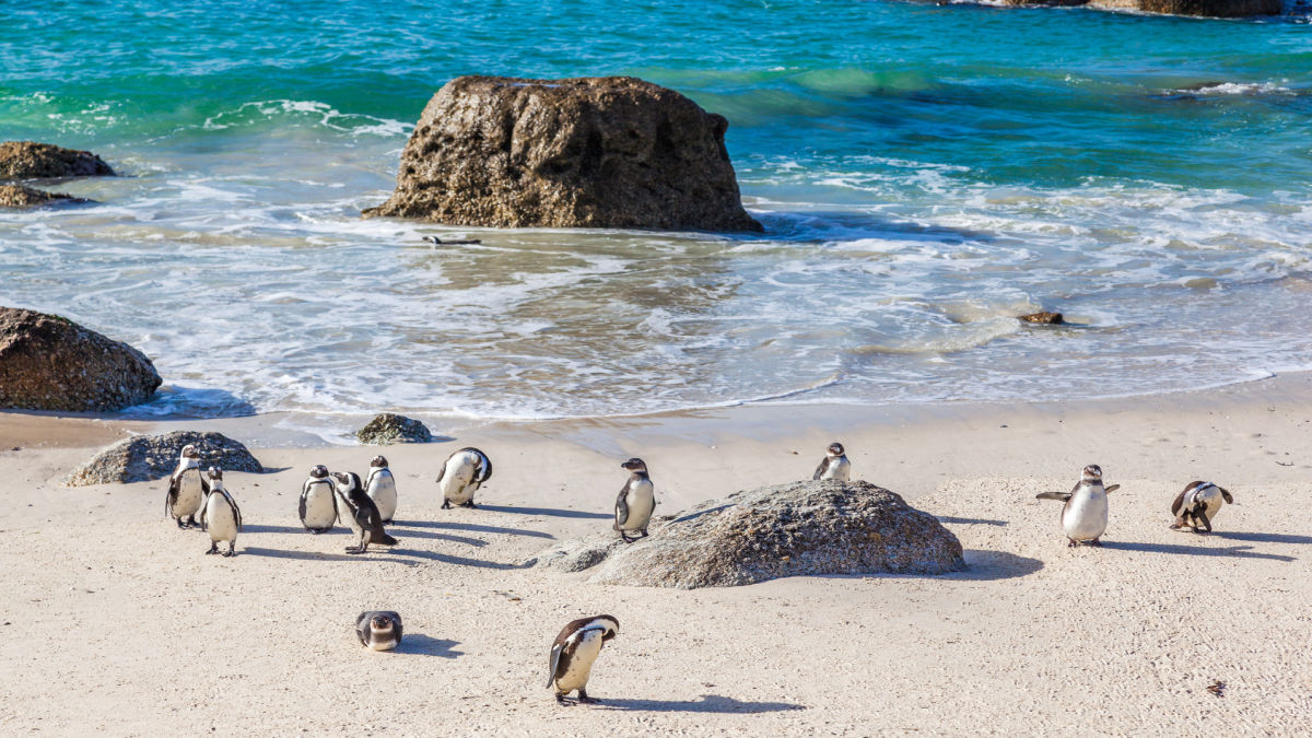 Cape Town - cseppnyi Európa Afrikában - OTP Travel Utazási Iroda