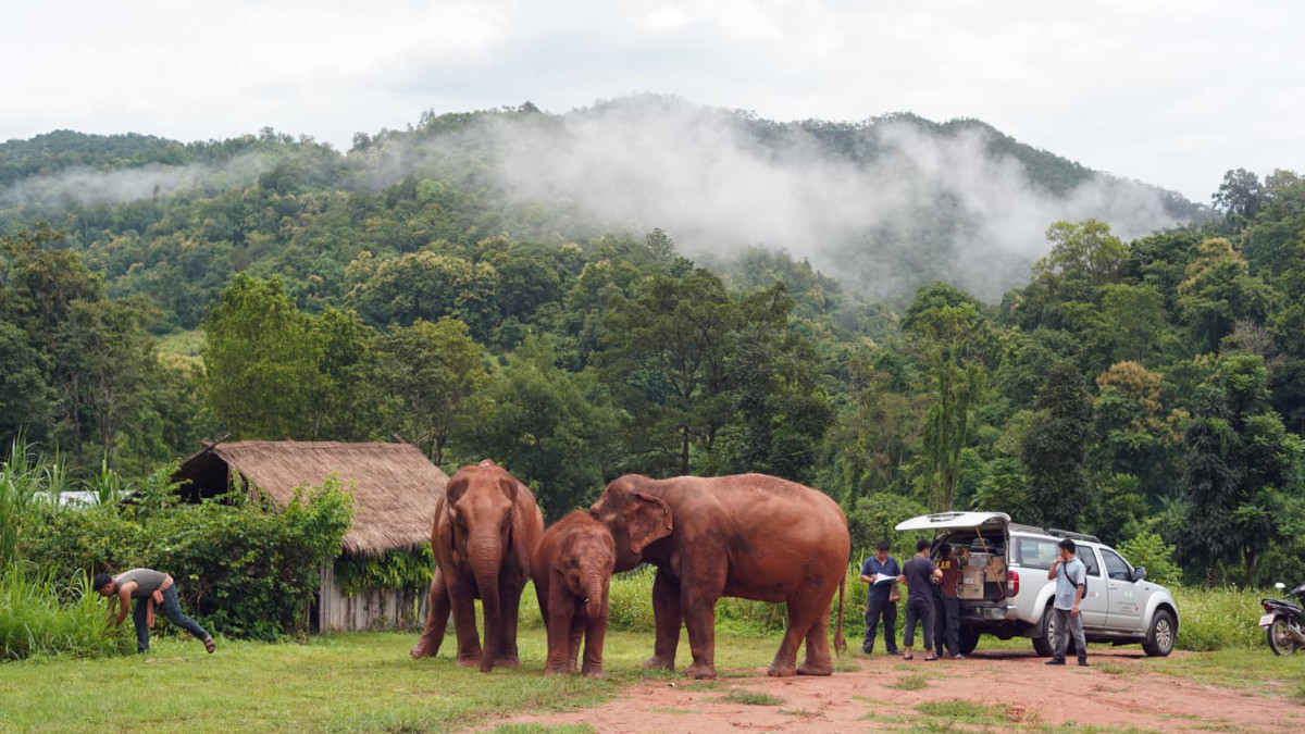 Thaiföld: lampangi elefántkórház - OTP Travel Utazási iroda