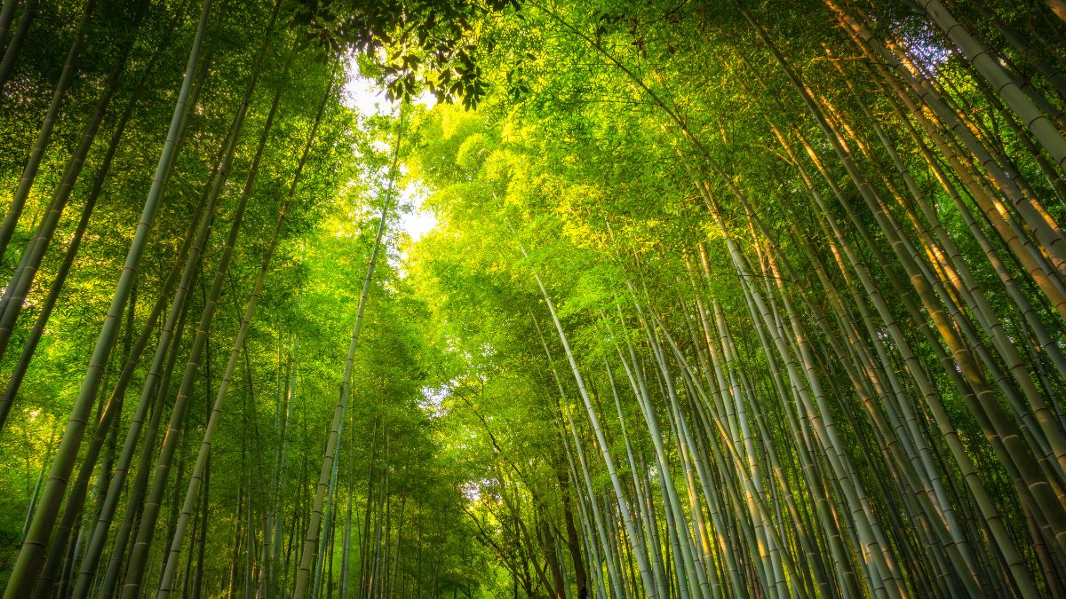 Császárok, sógunok, gésák – Tokió, Kiotó és Oszaka - OTP Travel utazási iroda