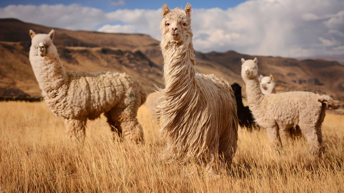 Chile, Bolívia és Peru - Az andoki háromszög - csoportos körutazás