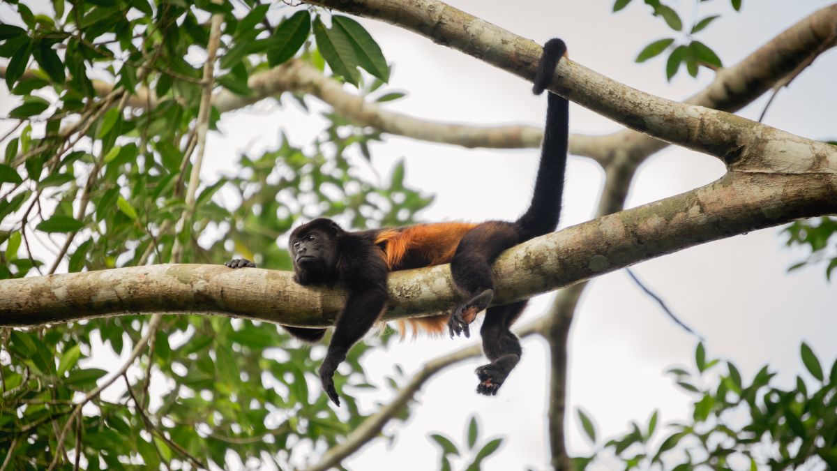 Costa Rica, Jamaica-i pihenéssel - OTP Travel